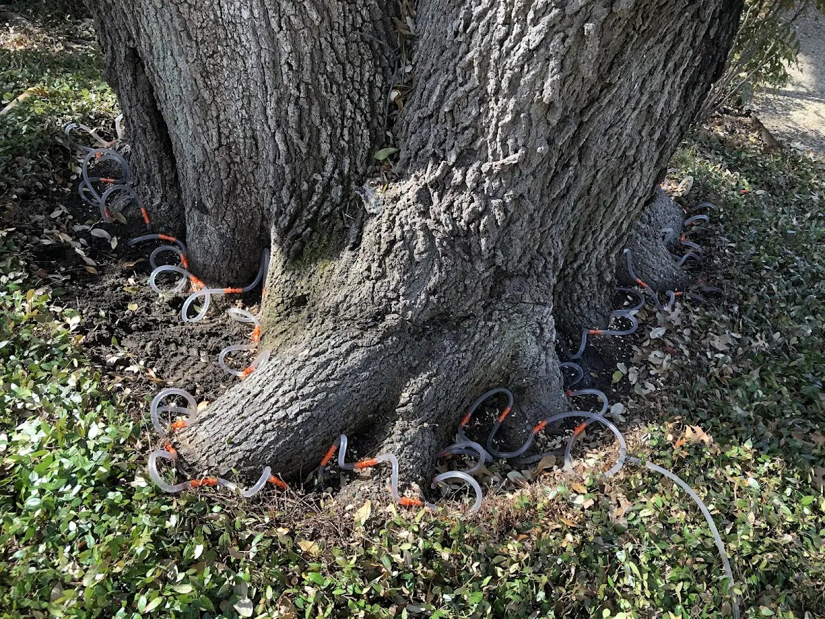 Detailed Shrub and Hedge Trimming job site in Larimore