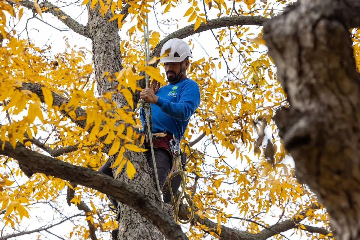 Skilled Tree Trimming crew working in Larimore